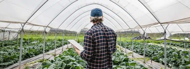 A farmer looking at fresh produce